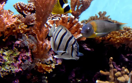 Tropical reef fish swimming among coral at Waikīkī Aquarium.