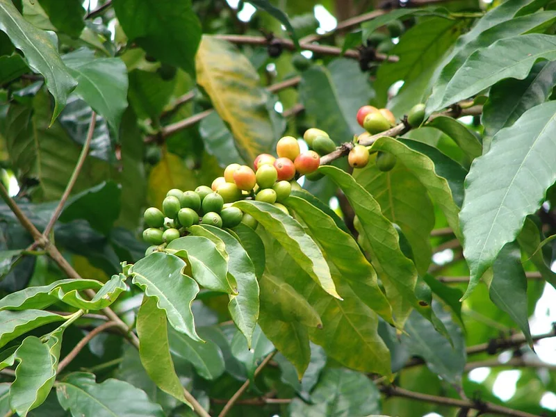 Coffee cherries growing on a branch in Kula, Maui.